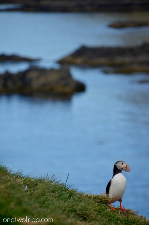 Puffin - Pulcinella di mare - Islanda