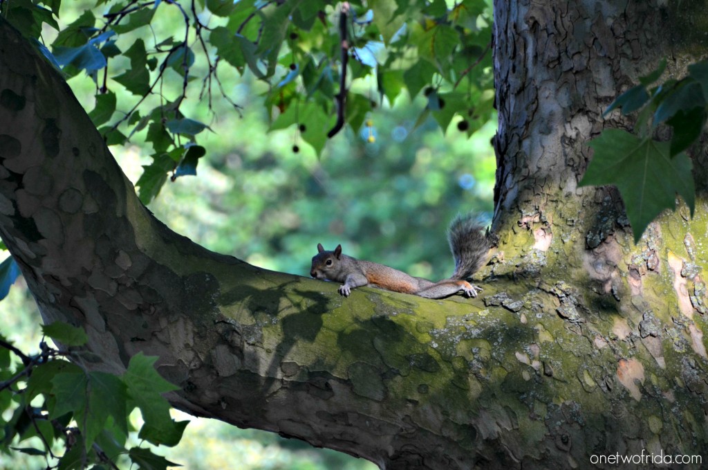 Scoiattolo nei parchi di Londra