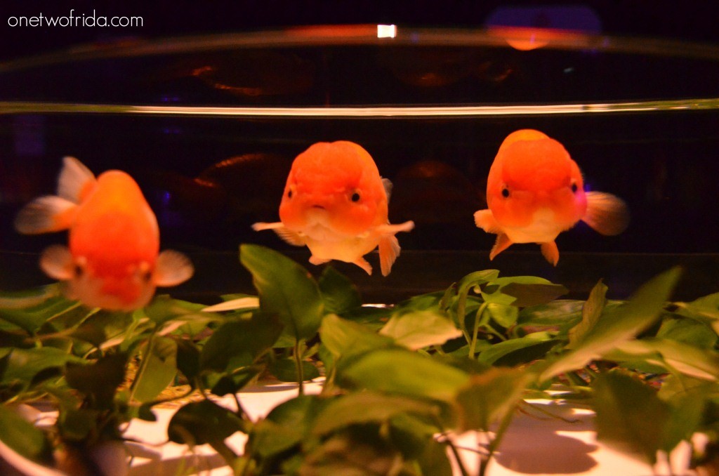 Art Aquarium - Kingyo - Milano