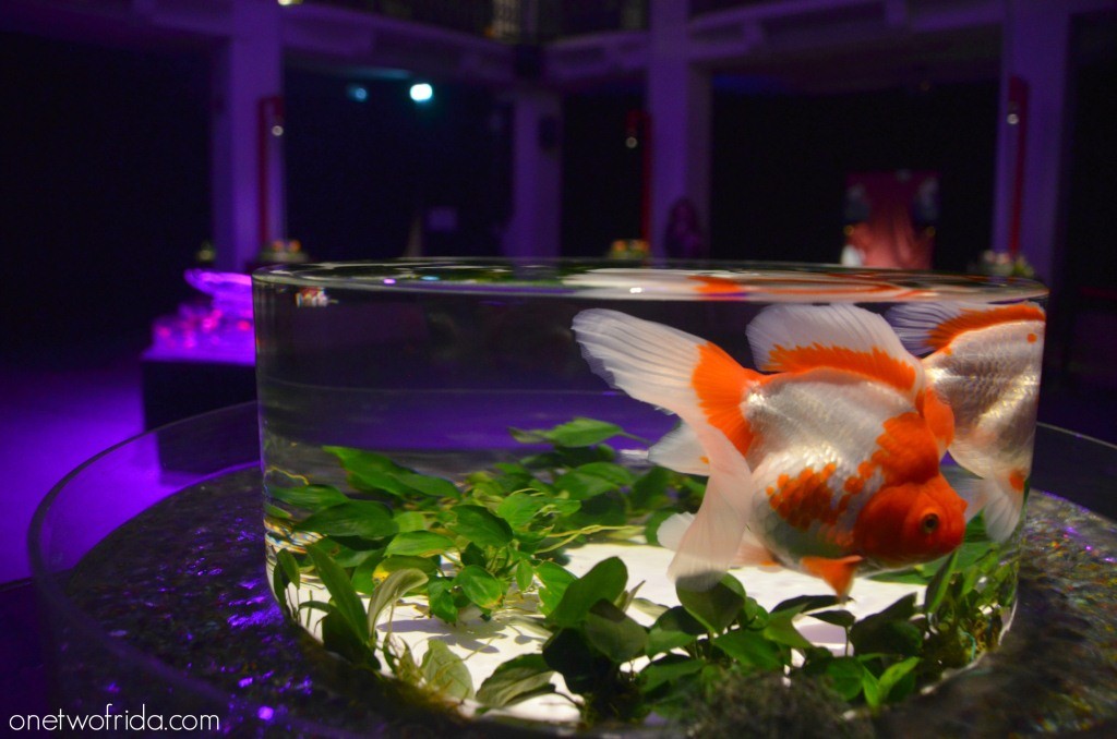 Art Aquarium - Kingyo - Milano