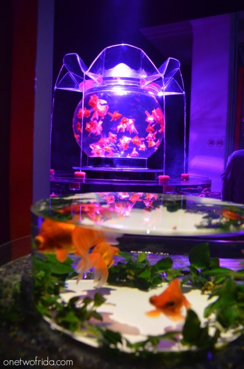 Art Aquarium - Kingyo - Milano