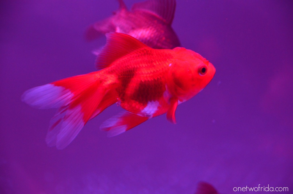 Art Aquarium - Kingyo - Milano