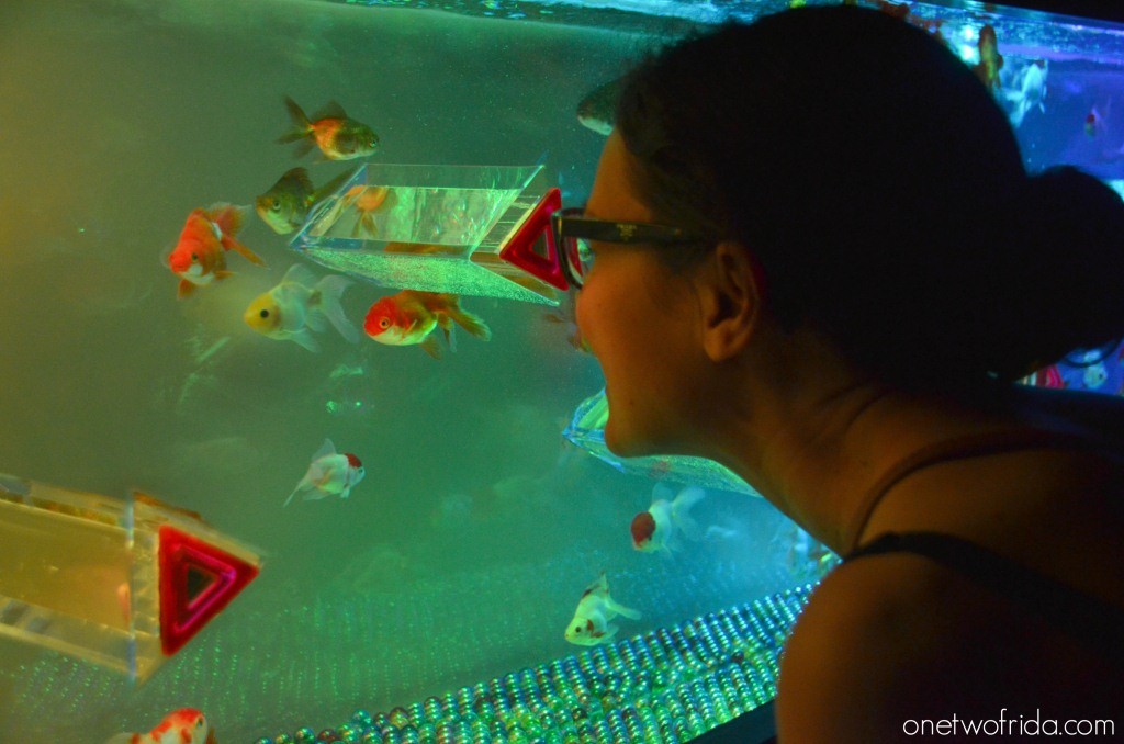Art Aquarium - Kingyo - Milano
