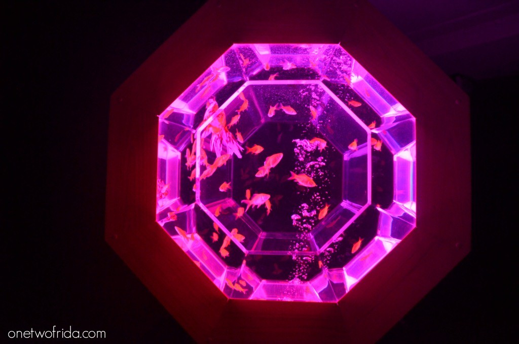 Art Aquarium - Kingyo - Milano