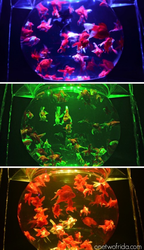 Art Aquarium - Kingyo - Milano