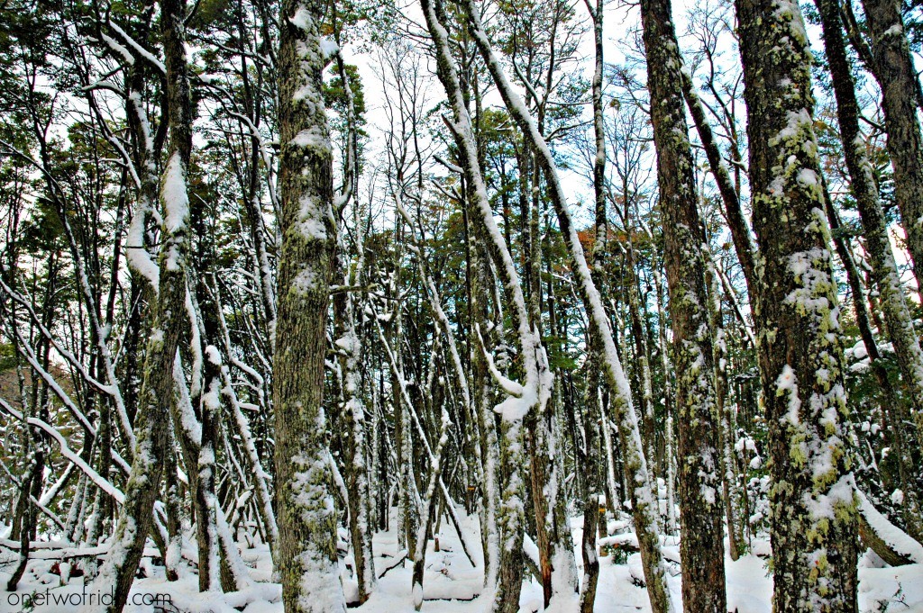 Argentina #unafotoalgiorno Ushuaia Glacier Martizal