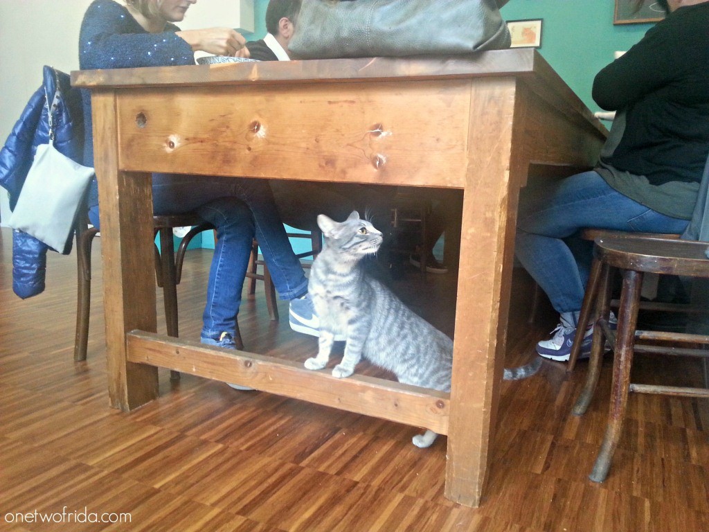 Crazy cat cafè - neko cafè a Milano