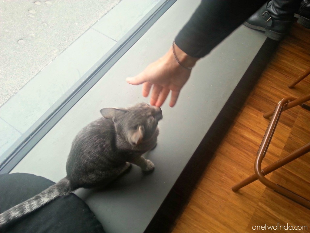 Crazy cat cafè - neko cafè a Milano