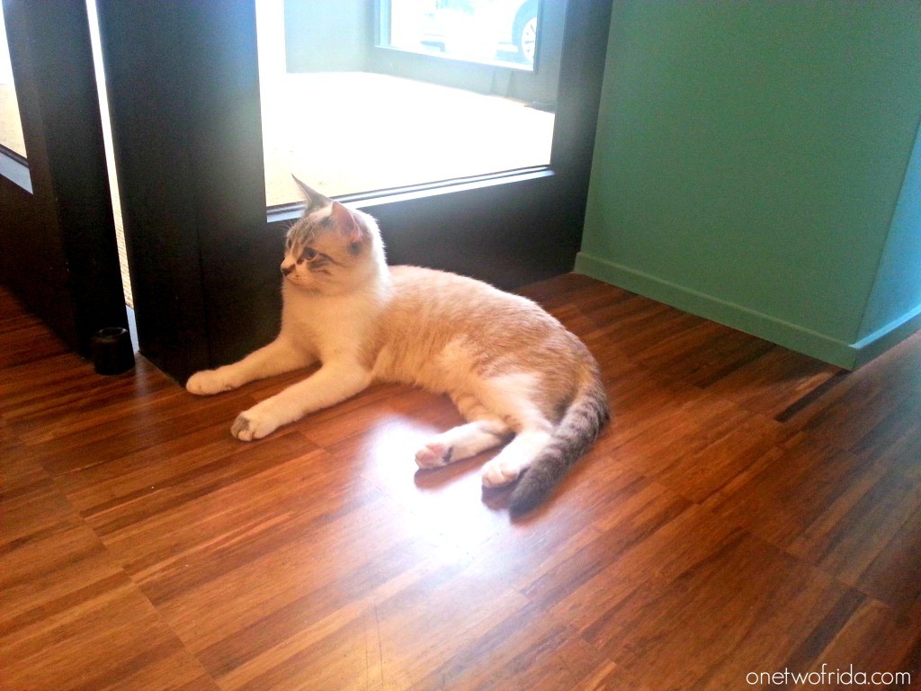 Crazy cat cafè - neko cafè a Milano