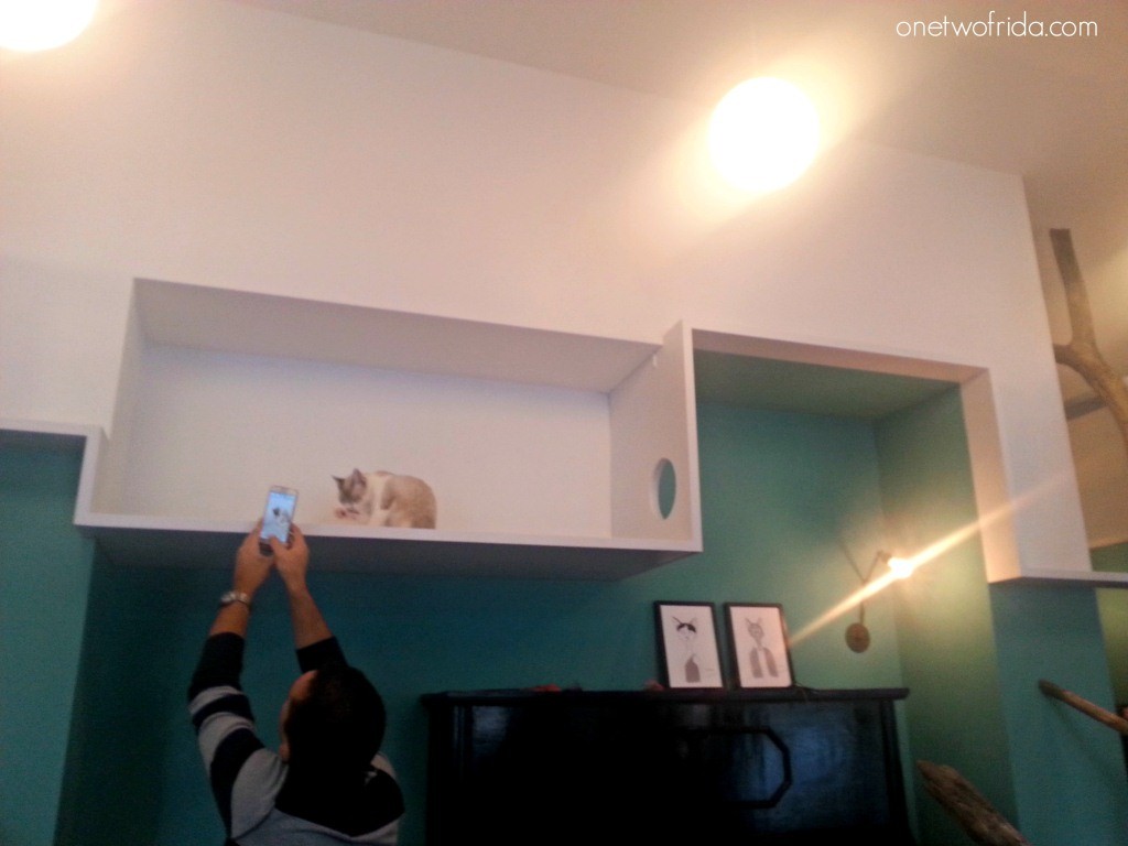 Crazy cat cafè - neko cafè a Milano